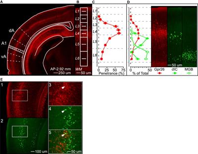 A genetically identified population of layer 4 neurons in auditory cortex that contributes to pre-pulse inhibition of the acoustic startle response